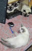 Коты и кошки сайта oruki.ru